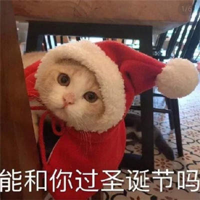 2019猫咪圣诞帽情侣头像