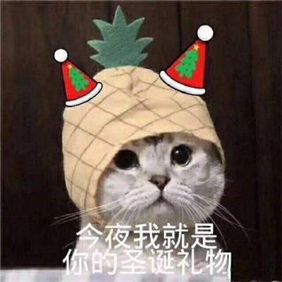 2019猫咪圣诞帽情侣头像