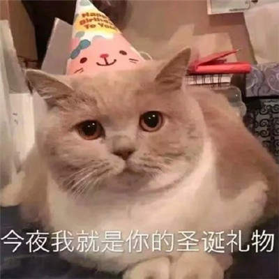 2019猫咪圣诞帽情侣头像